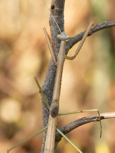De ABC-eilanden herbergen meerdere soorten die alleen daar te vinden zijn. Hoort deze bidsprinkhaan daarbij?