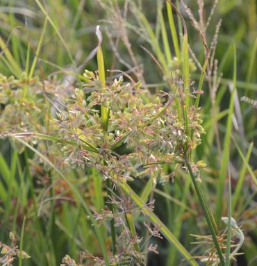 Surinaams cypergras (Cyperus surinamensis)