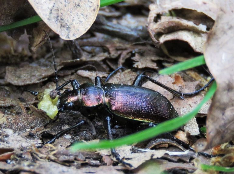 Calosoma inquisitor met rups van de kleine wintervlinder