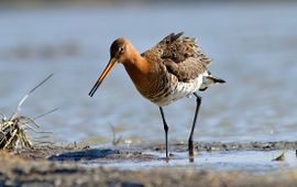Vogelbescherming Nederland-Jouke Altenburg Grutto