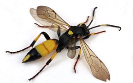 Ludwig Jansen Ichneumon stramentor, de sluipwespsoort die tot nu toe het meest overwinterend wordt aangetroffen in dood hout. Dit is een vrouwtje.