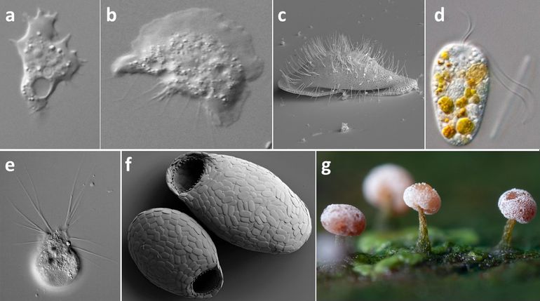 Verschillende soorten protisten: (a) Acanthamoeba sp., (b) Flamella sp., (c) Cochliopodium vestitum, (d) Viridiraptor invadens, (e) Lecythium hyalinum, (f) Cochliopodium vestitum, en (g) cellulaire slijmschimmel gevormd uit amoeben