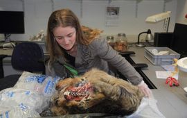 Leo Linnartz, Wolven in Nederland Wandelwolf terug in Nederland (2016)