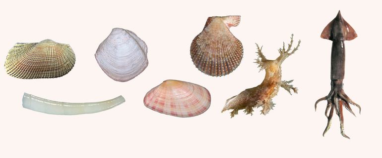 Een aantal soorten met toepasselijke Nederlandse namen uit de Nederlandse Noordzee. V.l.n.r.: Melkwitte arkschelp Striarca lactea; Olifantstandje Dentalium-soort; Golfschelpje Thyasira flexuosa; Stralende platschelp Moerella donacina; Bonte mantel Mimachlamys varia; Boompjesslak Dendronotus frondosus; Grote pijlinktvis Todarodes sagittatus. De eerstgenoemde zou op Noach's Ark lijken, de overige namen spreken voor zich