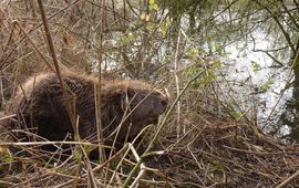 Staatsbosbeheer In 1988 is de bever voor het eerst uitgezet in Nederland, nu zijn het er al meer dan 5500.