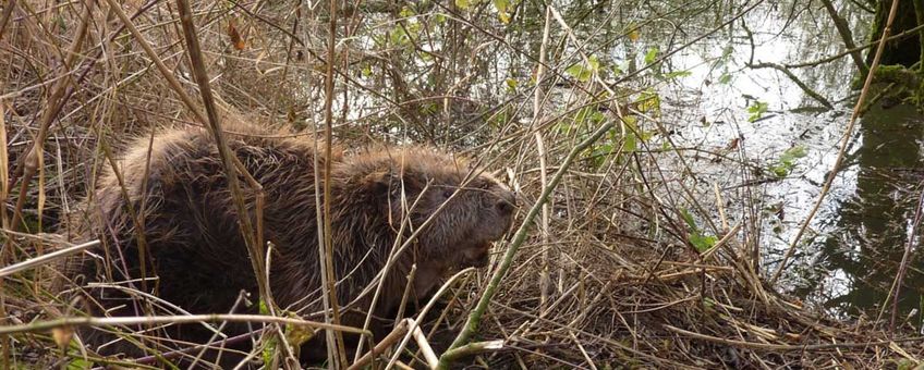 In 1988 is de bever voor het eerst uitgezet in Nederland, nu zijn het er al meer dan 5500.