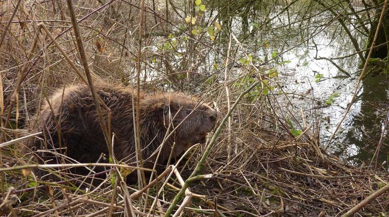 In 1988 is de bever voor het eerst uitgezet in Nederland