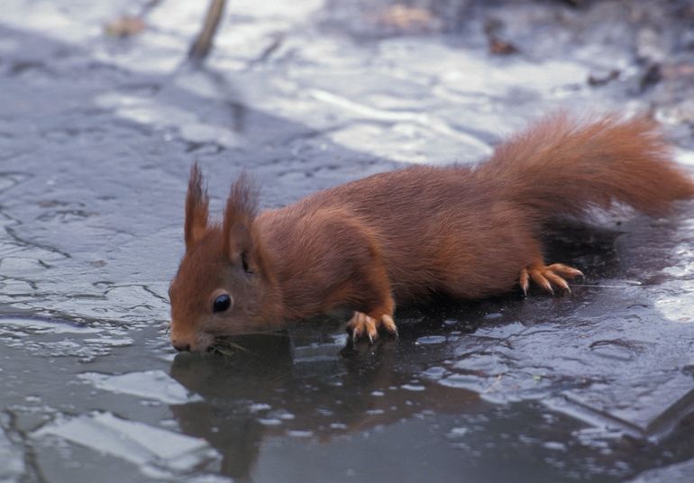 Eekhoorn in de winter