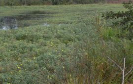 NVWA Ludwigia_grandiflora