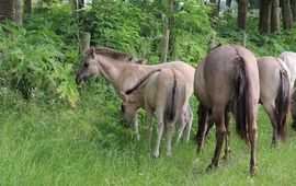 Konikpaarden eten reuzenberenklauw op de Slikken van Heen VOOR EENMALIG GEBRUIK