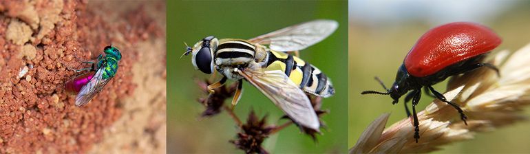 Insecten en wetenschappers verenigd in herstel