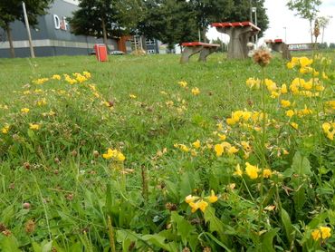 Ook op bedrijventerreinen, zoals hier in Culemborg, zijn volop kansen voor biodiversiteit