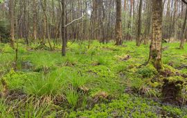 Remco Versluijs Hoogveenbos in het Weerterbos met een vlakdekkende begroeiing van veenmossen en water boven maaiveld.