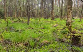 Hoogveenbos in het Weerterbos met een vlakdekkende begroeiing van veenmossen en water boven maaiveld.