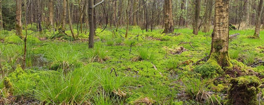 Hoogveenbos in het Weerterbos met een vlakdekkende begroeiing van veenmossen en water boven maaiveld.