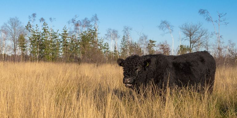 Galloway-rund op de Neterselsche heide