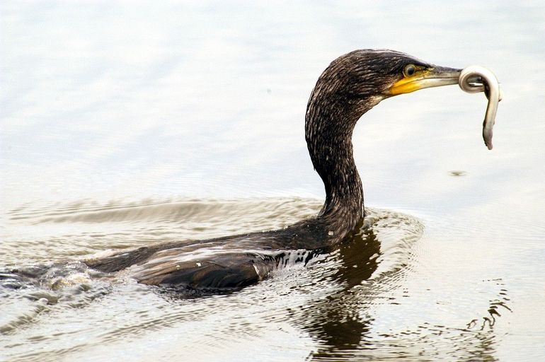 Alhoewel aalscholvers, ondanks hun naam, niet bijzonder veel aal vangen, heeft deze er wel een te pakken