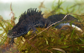 Michiel Schaap mannetje Kamsalamander