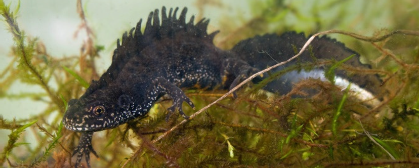 mannetje Kamsalamander