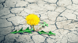 Biodiversiteitsdag 2026
