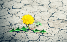 Biodiversiteitsdag 2026
