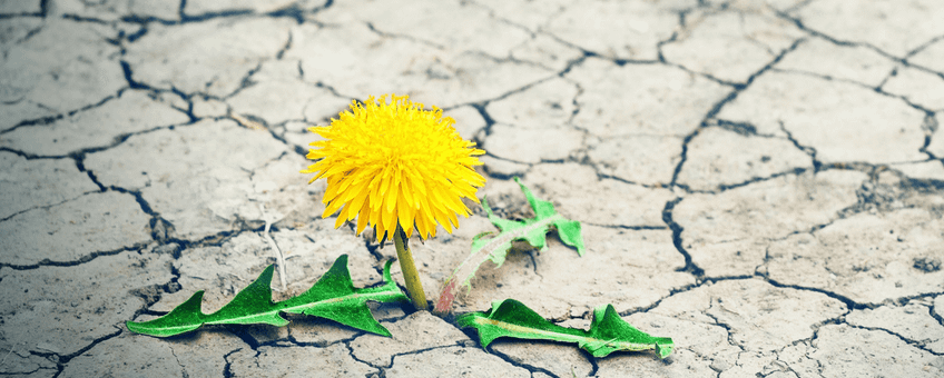 Biodiversiteitsdag 2026