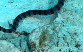 Raul Caarvalho seasnake
