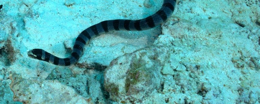 seasnake