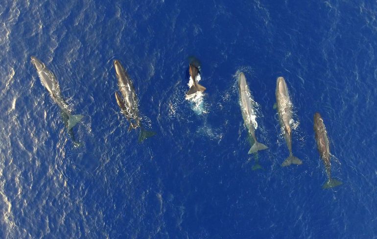Groep potvissen in Kefalonia, langs de Helleense geul