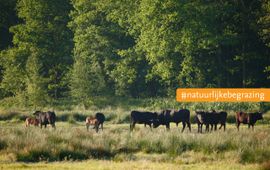 Bob Luijks, Natuurportret Taurossen