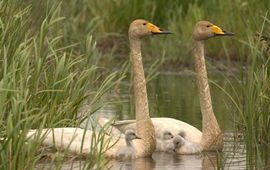 Harvey van Diek Wilde zwaan met jongen
Foto: Harvey van Diek, Sovon Vogelonderzoek Nederland
