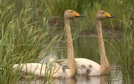 Wilde zwaan met jongen
Foto: Harvey van Diek, Sovon Vogelonderzoek Nederland