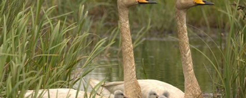 Wilde zwaan met jongen
Foto: Harvey van Diek, Sovon Vogelonderzoek Nederland