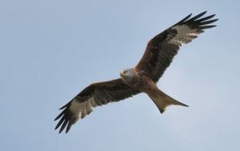 J. De Cock Rode wouw
