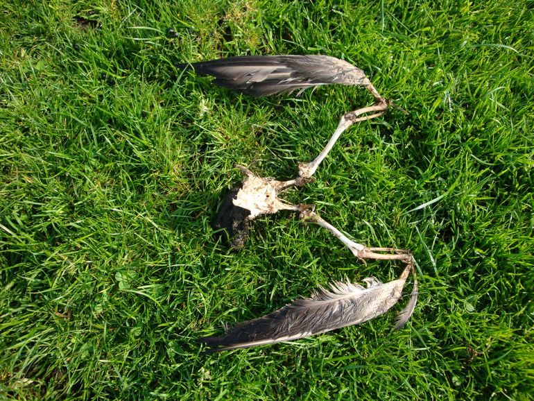 Prooiresten door een roofvogel