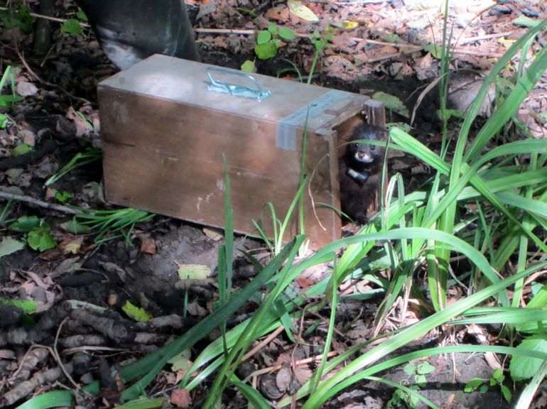 European mink with a radio-collar at the moment of reintroduction