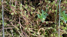 Vraat van rupsen aan watercrassula