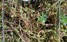 Vraat van rupsen aan watercrassula