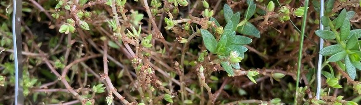 Vraat van rupsen aan watercrassula