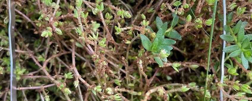Vraat van rupsen aan watercrassula