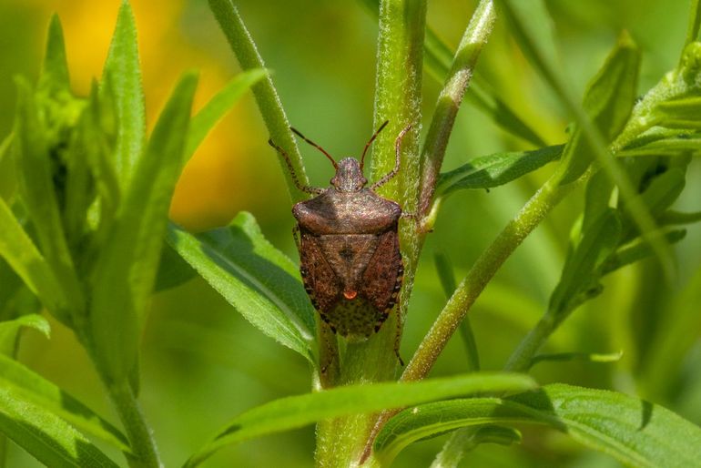 Stinkbug in a christmas tree