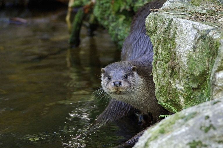 Otter