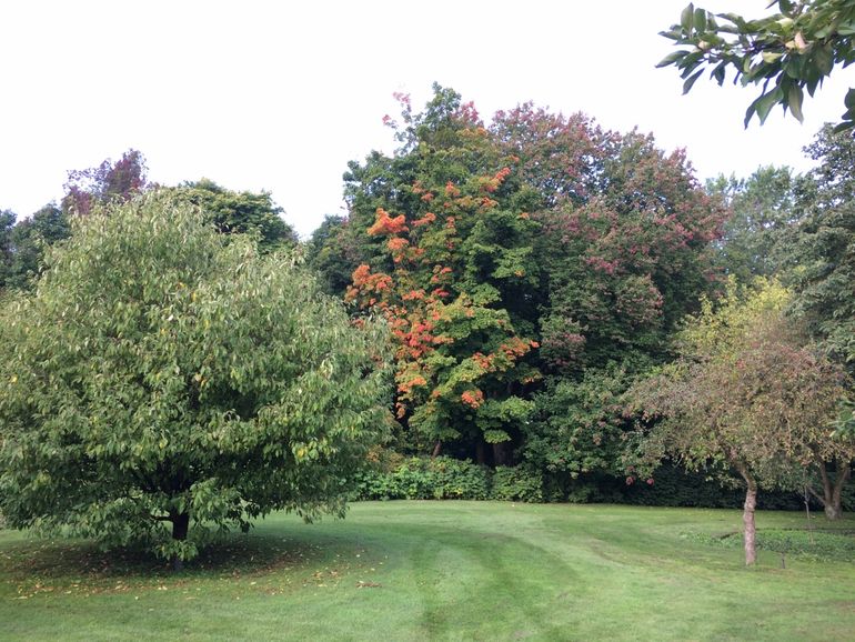 Bladverkleuring esdoorns in de botanische tuin Belmonte in Wageningen