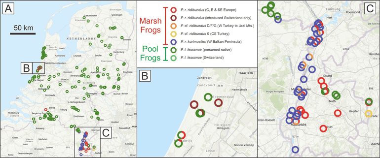 In Limburg komt een mix van exotische meerkikkers voor. Ook in Noord-Brabant en Zuid- en Noord-Holland zijn enkele exotische meerkikkers aangetroffen