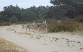 Spelende wolven op de Veluwe