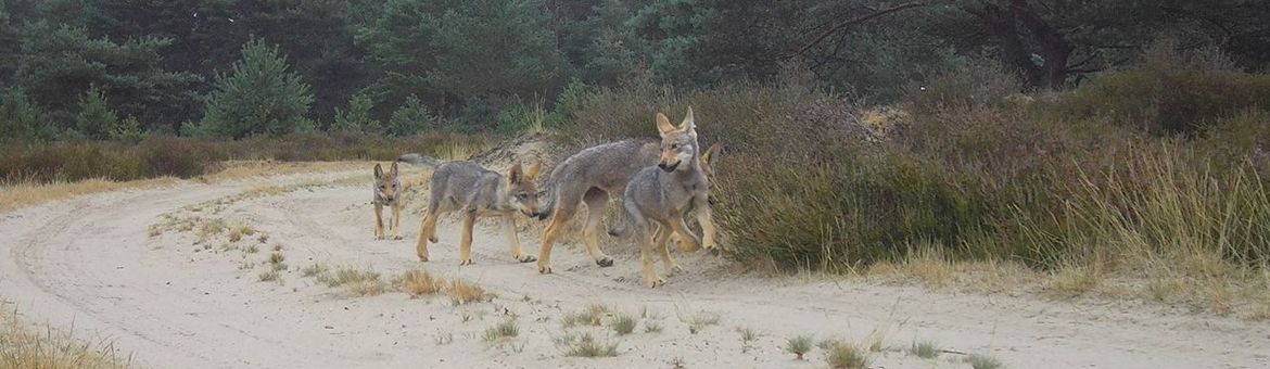 Spelende wolven op de Veluwe