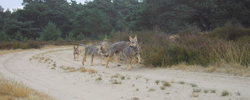 Spelende wolven op de Veluwe