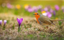 Shutterstock Roodborst
