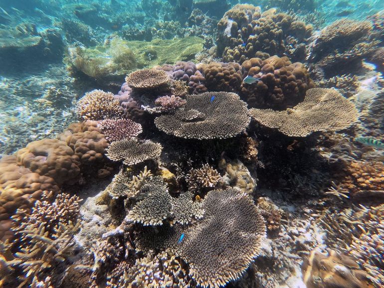 Lumulumu reef in Indonesië. Foraminiferen geven belangrijke informatie over de staat van het koraal