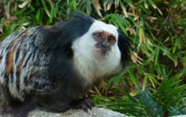 Pixabay Marmoset